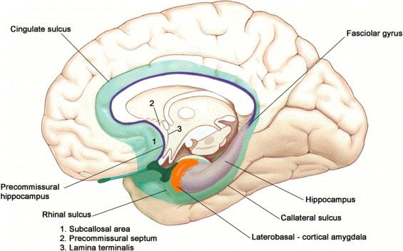 Helmer & van Hoesen, Neuroscience & Biobehavioural Reviews, 2006