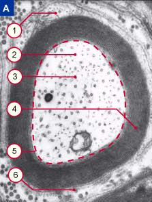 2004-2005 B. Schwaller, Departementde Médecine, Division d'Histologie de l'Université de Fribourg , Pérolles, CH-1705 Fribourg, Suisse